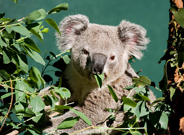 koala masticare - stuffed animal toy koala australia foto e immagini stock