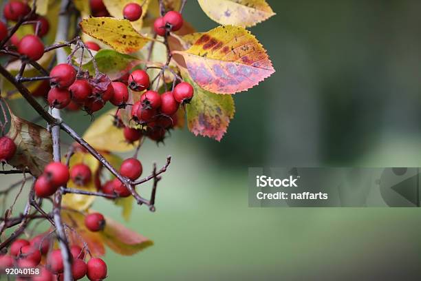 Winter Beeren Stockfoto und mehr Bilder von Ast - Pflanzenbestandteil - Ast - Pflanzenbestandteil, Baum, Beere - Obst