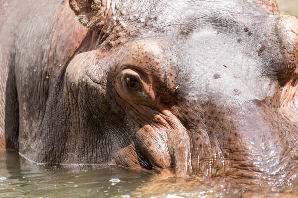 istock Portrait of a hippopotamus 920403236