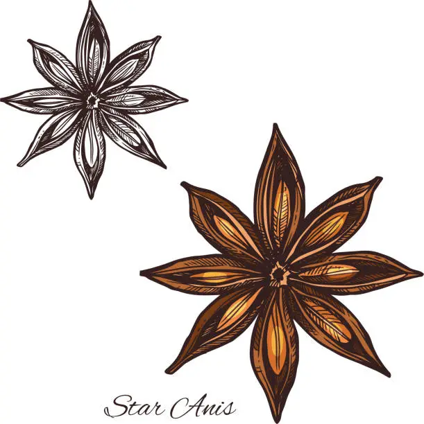 Vector illustration of Star anise spice sketch of badian fruit and seed