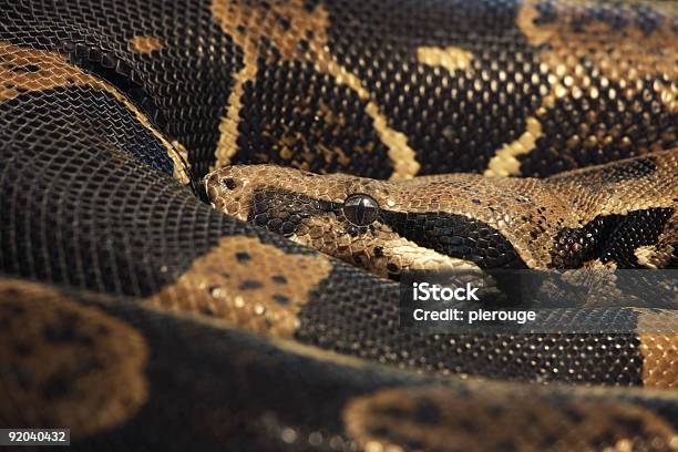 Snake Stock Photo - Download Image Now - Animal, Animal Head, Animal Skin