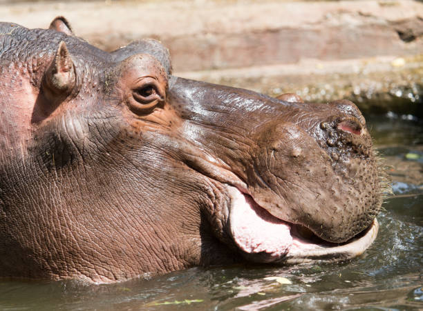 istock Portrait of a hippopotamus 920405826
