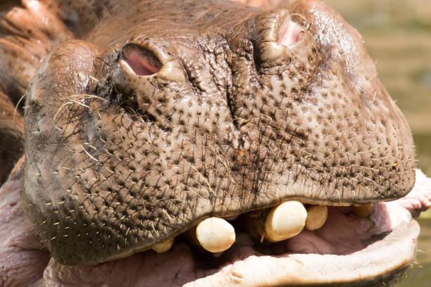 istock Portrait of a hippopotamus 920405888