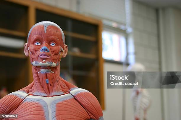 Ludzka Głowa I Ramiona Z Model Anatomiczny - zdjęcia stockowe i więcej obrazów Anatomia człowieka - Anatomia człowieka, Muskulatura, Policzek