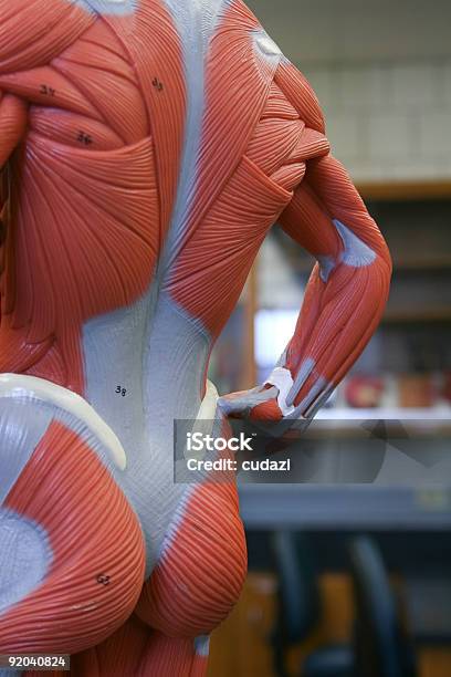 Dorso Humano De Um Modelo Anatómico Que Mucles - Fotografias de stock e mais imagens de Ensinar - Ensinar, Musculado, Nádega