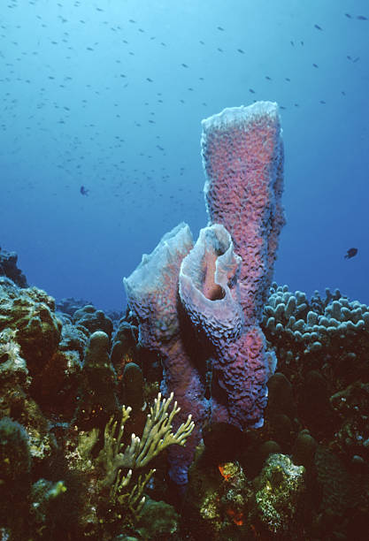 Azure vase sponge stock photo