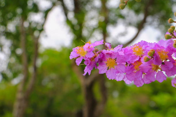 Queen's flower, Lagerstroemia macrocarpa Wall. purple  beautiful on tree