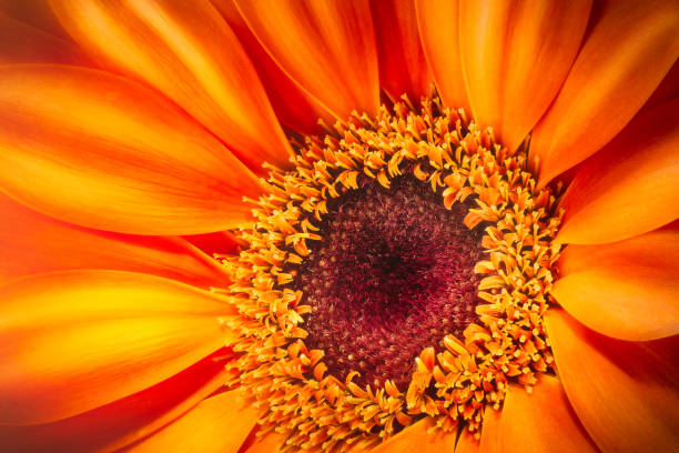 istock Orange gerbera flower isolated on white background 920409336