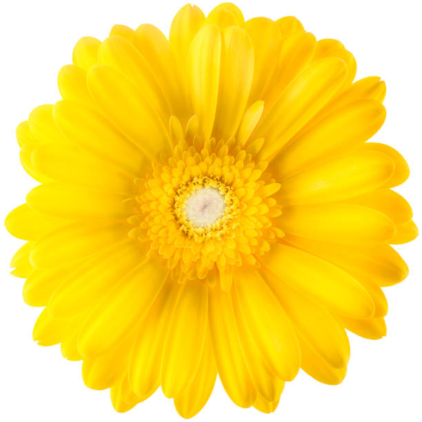 istock Yellow gerbera flower isolated on white background 920409532