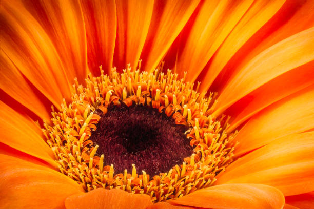 istock Orange gerbera flower isolated on white background 920409678