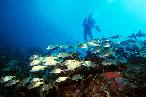 Diver and Yellow Tail Snapper stock photo