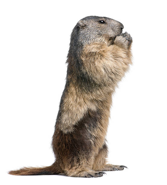 Four year old alpine marmot standing on its hind legs