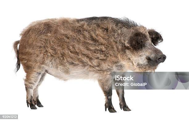 Photo libre de droit de Mangalitsa Ou À Larrière De Hog Cheveux Bouclés banque d'images et plus d'images libres de droit de Mangalica - Mangalica, Objet ou sujet détouré, Animal vertébré