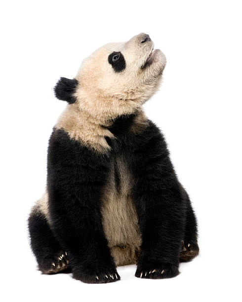 istock Giant Panda (18 months) - Ailuropoda melanoleuca 92041225