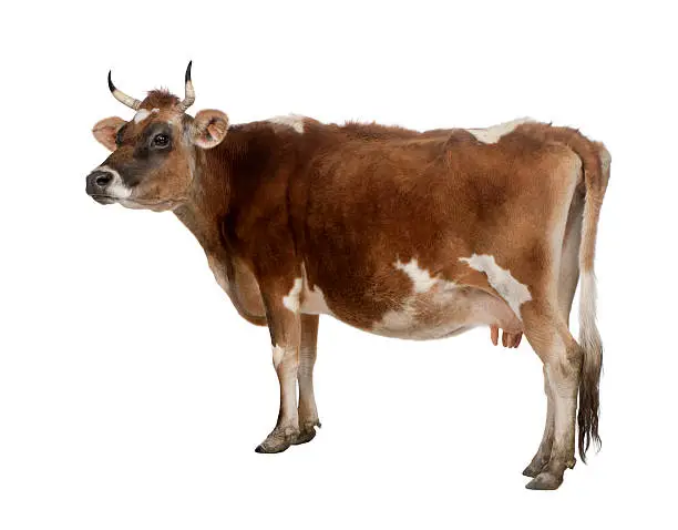 Photo of Side view of a brown Jersey cow (10 years old)