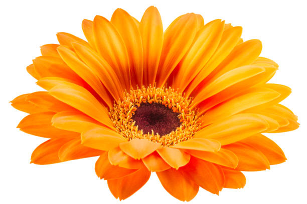 flores gerbera laranja isolado no fundo branco - dewy sunflower - fotografias e filmes do acervo