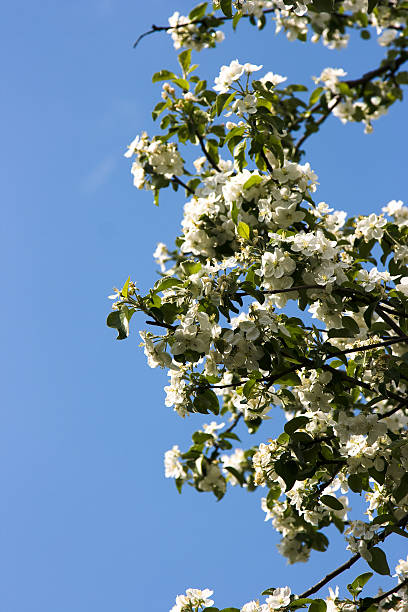 Apple trees during blooming. stock photo
