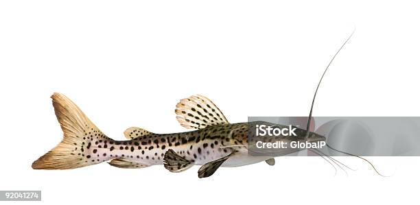 Catfish Pseudoplatystoma Fasciatum Stock Photo - Download Image Now - Catfish, White Background, Animal