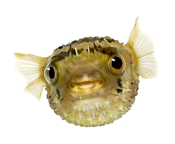 long-espinha porcupinefish-diodon holocanthus - porcupinefish imagens e fotografias de stock