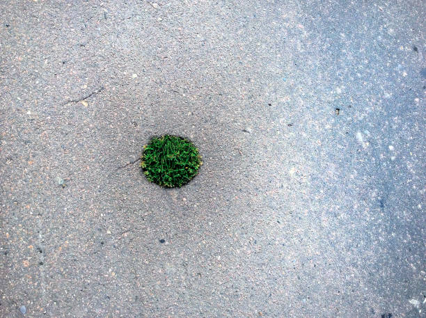 istock The grass growing in the asphalt 920416012