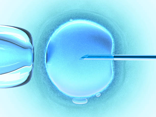 яйцеклетки холодные цвета (in vitro fertilization - conjugation стоковые фото и изображения