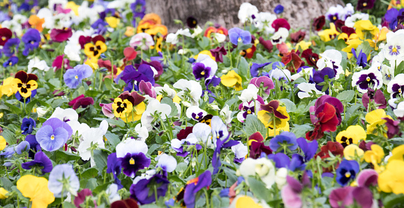 Colorful of pansy flowers.