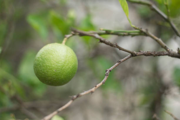 istock Thai green Lemons on a branch in the garden. 920418346