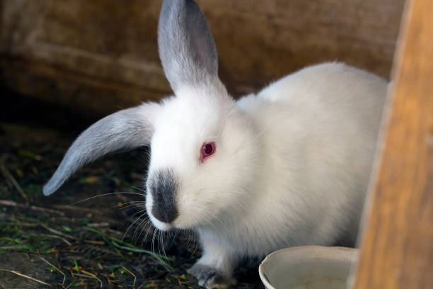istock White domestic rabbit in wooden house 920418568