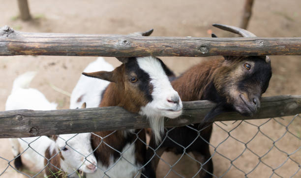 istock goat behind a fence in zoo 920418634