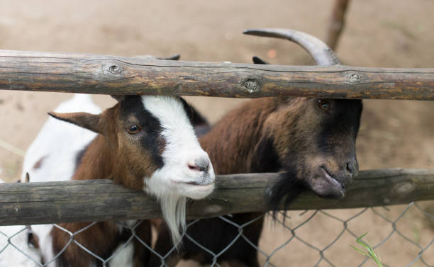 istock goat behind a fence in zoo 920418660