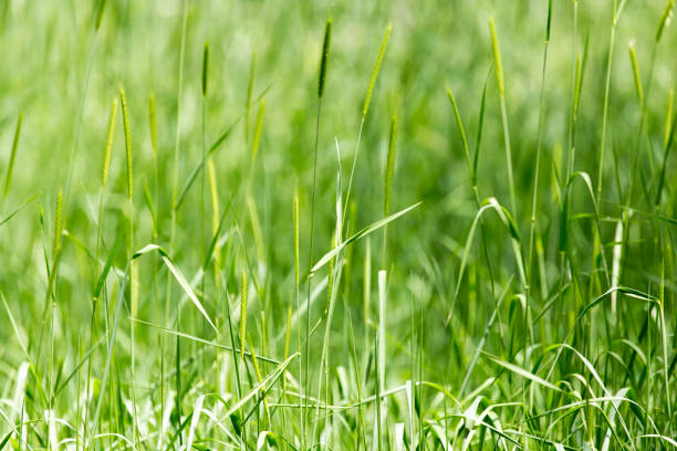 istock green ears of wheat on nature 920421310