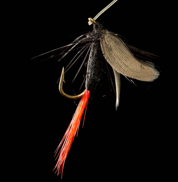 istock fly to catch fish on a black background 920421696