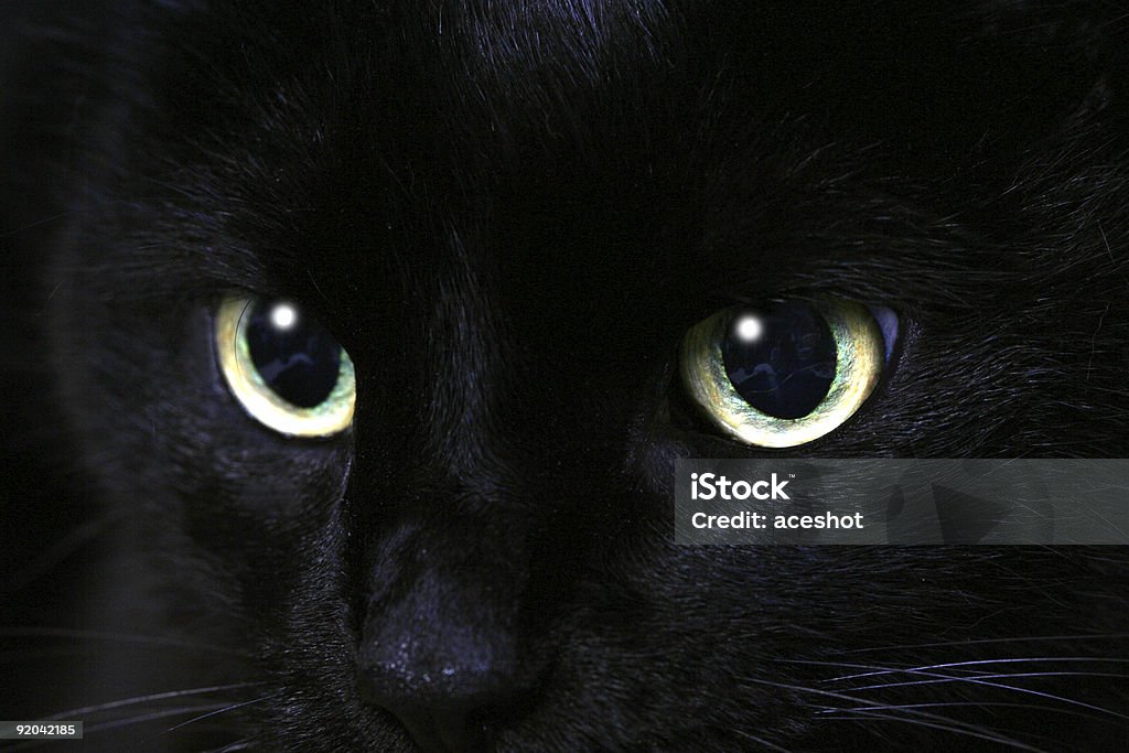 Negro cat - Foto de stock de Color negro libre de derechos