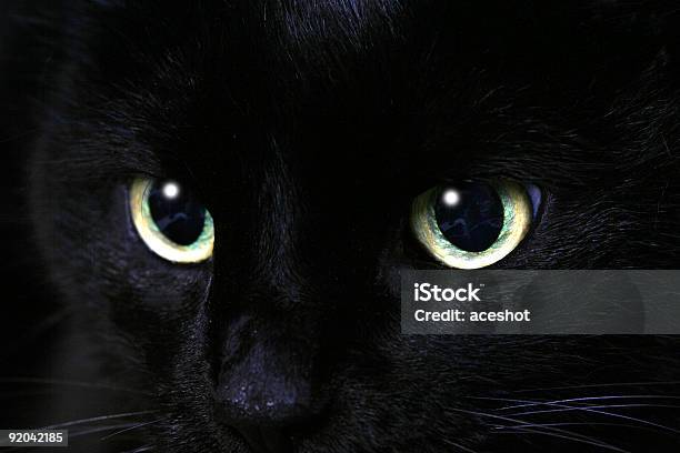 Negro Cat Foto de stock y más banco de imágenes de Color negro - Color negro, Gato doméstico, Adversidad