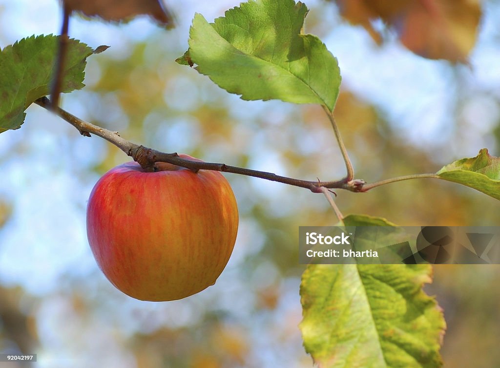 harvest - Foto de stock de Agricultura royalty-free