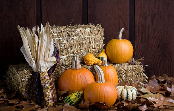 Fall harvest arrangement of pumpkins, squash, maize, gourds, haybales stock photo