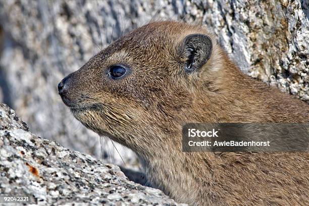 Rock Dassie A La Montaña De La Mesa La Ciudad Del Cabo Sudáfrica Foto de stock y más banco de imágenes de Animal