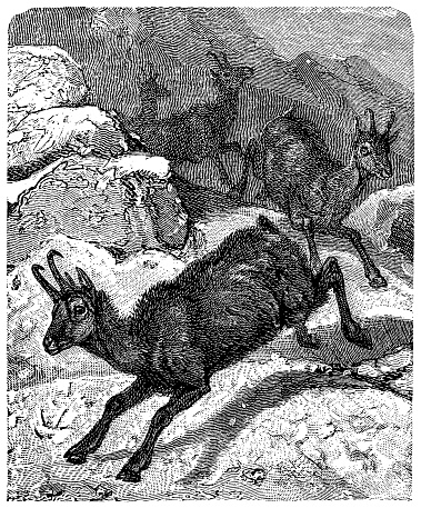 Illustration of the chamois (Rupicapra rupicapra) is a species of goat-antelope