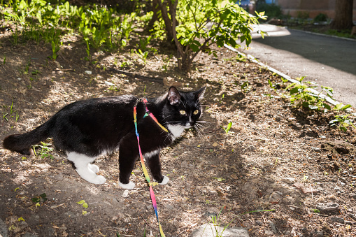 Black and white cat walking on the harness in sunny summer evening.