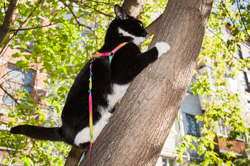 Black and white cat walking on the harness at urban courtyard climbed at a tree.