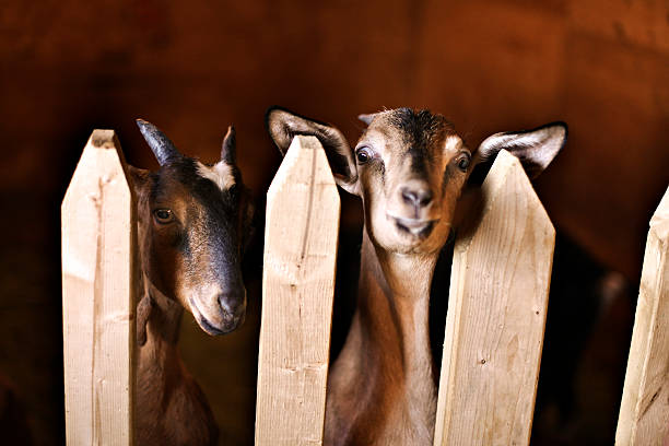 istock Two goats look over the fence 92042656