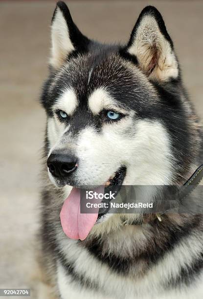 Husky Siberiano - Fotografie stock e altre immagini di Alaska - Stato USA - Alaska - Stato USA, Animale, Animale maschio