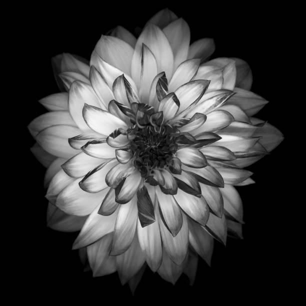 istock Monochrome Dahlia isolated on black background 920427394