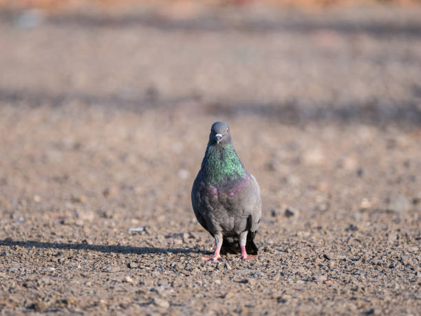 istock Green-Neck Pigeon Standing Straight 920427518