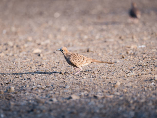 istock Dove Walked Tilt The Neck 920427752