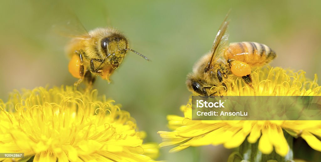 Dois abelhas e flores de Dente de Leão - Royalty-free Abelha Foto de stock