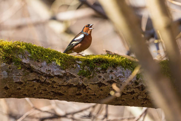 Chaffinch singing on a branch Chaffinch singing at spring male common chaffinch bird fringilla coelebs stock pictures, royalty-free photos & images