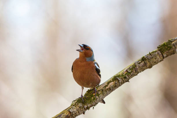 Chaffinch singing at a tree branch in spring Chaffinch singing from a tree branch at spring male common chaffinch bird fringilla coelebs stock pictures, royalty-free photos & images