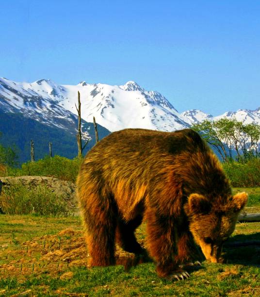 istock Brown bear at Alaska Wildlife Conservation Center 920429834