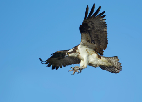 Little eagle in flight against a blue sky